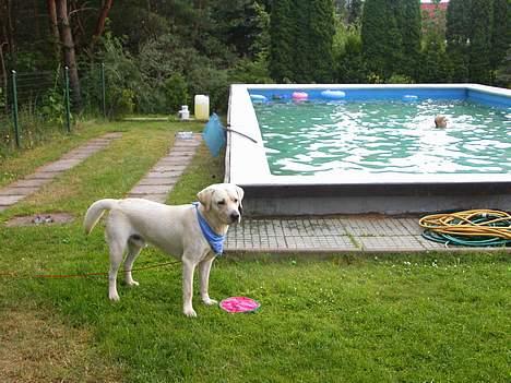 Labrador retriever Mattis - Mattis- Er der nogle, der vil leje? billede 6