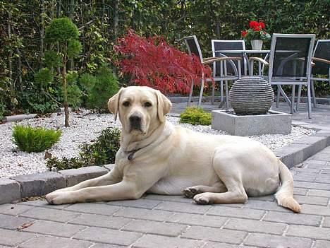 Labrador retriever Mattis - Mattis - Ok, ok...jeg ligger stille...bare husk at give mig en godbidde! billede 7