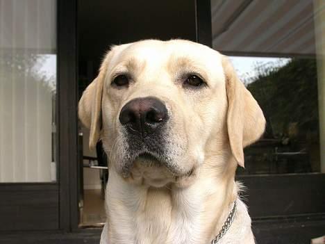 Labrador retriever Mattis - Mattis - Et ansigtsfoto? Ingen problem! billede 8