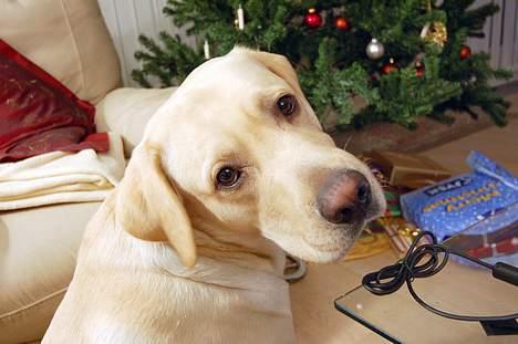Labrador retriever Mattis - Mattis - Jeg kan lugter at der er en julegave til mig ... billede 9