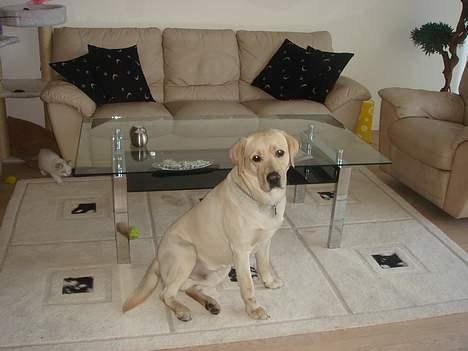 Labrador retriever Mattis - Mattis - Ærligt sagt er jeg lidt træt at være model, må jeg gå på plads? billede 10