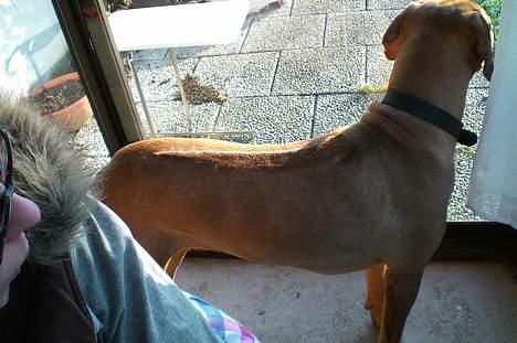 Rhodesian ridgeback Enya - febuar-07 1år og 7 mån. gammel billede 17