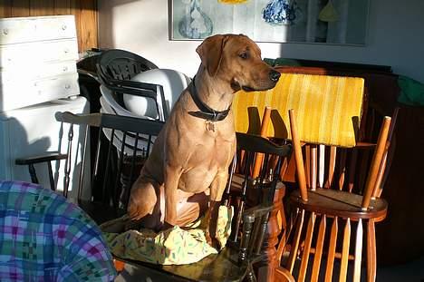 Rhodesian ridgeback Enya - febuar-07 1år og 7 mån. gammel billede 18