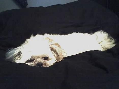 Shih tzu LUI - LUI er gået i seng billede 7