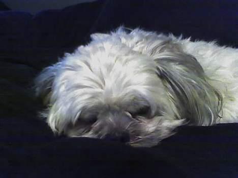 Shih tzu LUI - Shyssss   jeg sover billede 8