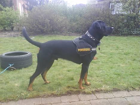 Blanding af racer Bølle - Krat Luskeren :) - lækker hund, ik? :) billede 1