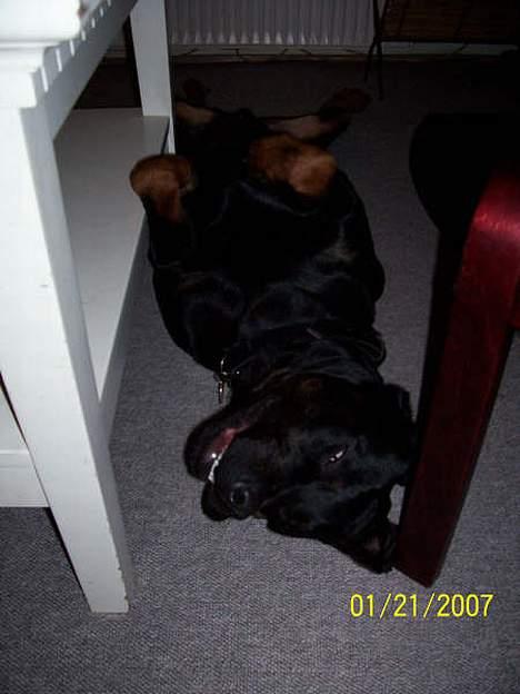 Blanding af racer Bølle - Krat Luskeren :) - Så´n slapper Bølle af - alle 4 stænger i verjret, det hvide ud af øjnene og halvåben mund  billede 2