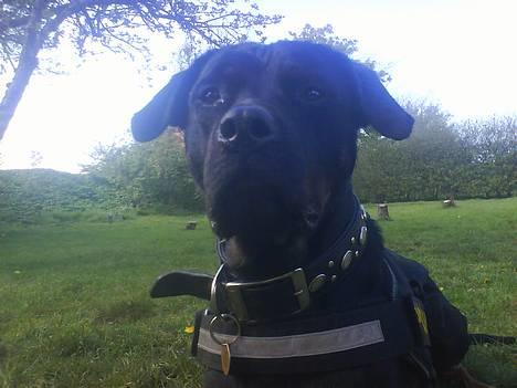 Blanding af racer Bølle - Krat Luskeren :) - smukke bølle billede 3