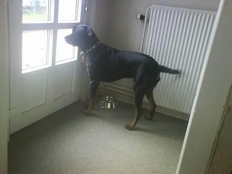 Blanding af racer Bølle - Krat Luskeren :) - Kommer far mon ik snaaaaart?  billede 4