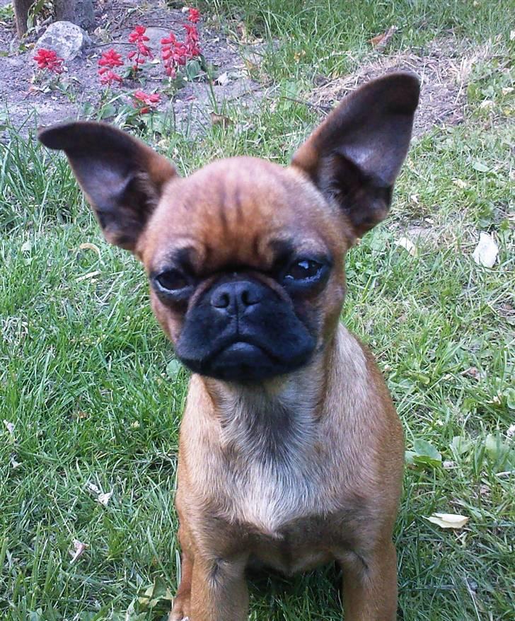 Blanding af racer Pippi billede 1