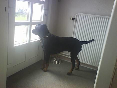 Blanding af racer Bølle - Krat Luskeren :) - Hvor bliver han dog aaaaaaaaa´ ??  billede 5