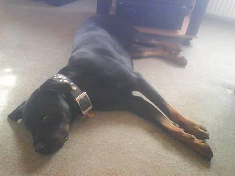 Blanding af racer Bølle - Krat Luskeren :) - *gaaaaaaaaab* man bliver så søøøøvniig af at vente på farmand - snupper mig lige en morfar i mens billede 6