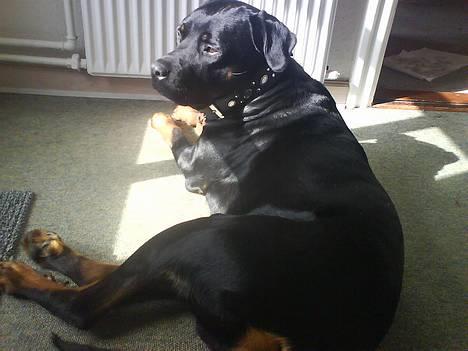 Blanding af racer Bølle - Krat Luskeren :) - mmmm.. det er dejligt her i solen, indenfor blæser det nemlig ik :o) billede 7