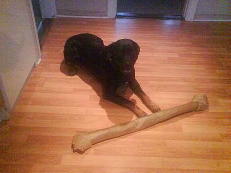 Blanding af racer Bølle - Krat Luskeren :) - Her er Bølle på hans føs´dag - se lige det store ben far havde med hjem :o) billede 8