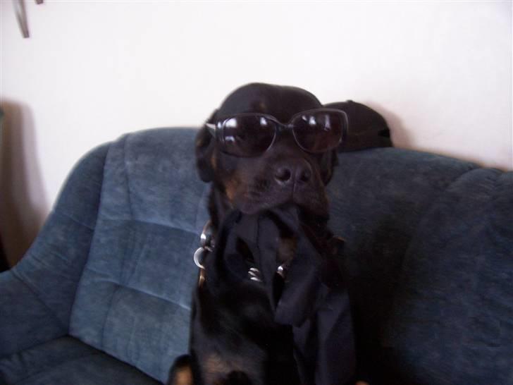 Blanding af racer Bølle - Krat Luskeren :) - I´m Cool :) *nyt* billede 9