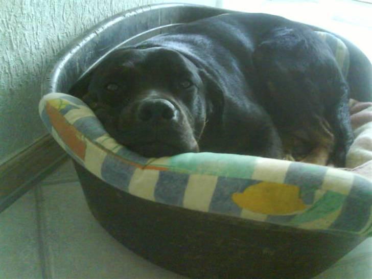 Blanding af racer Bølle - Krat Luskeren :) - Bølle i hans kurv :) *nyt* billede 10