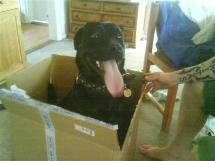 Blanding af racer Bølle - Krat Luskeren :) - se hvad vi fik med posten xD *nyt* Dog in a box :) billede 11