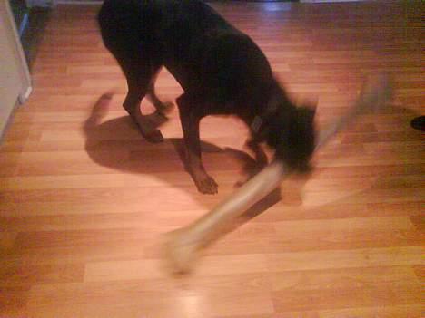 Blanding af racer Bølle - Krat Luskeren :) - Kan godt selv.. er nemlig lige blevet 2 år! billede 12