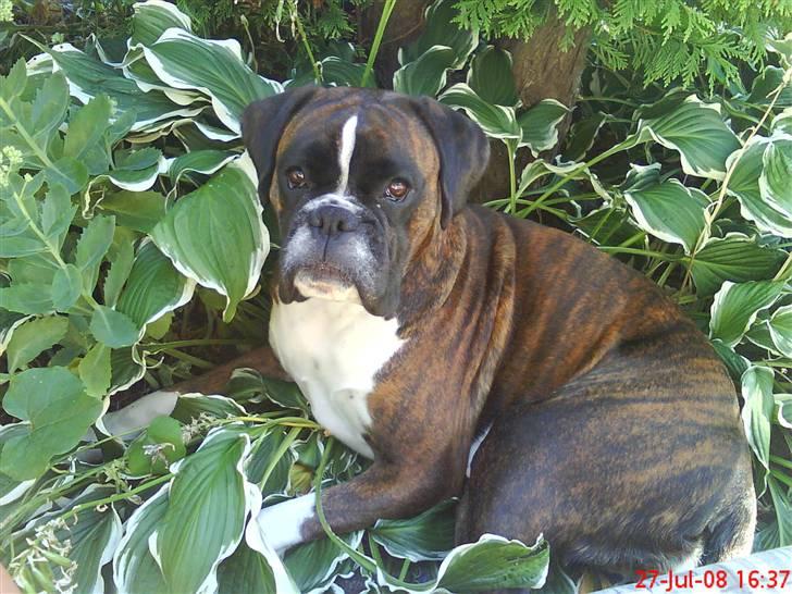 Boxer Gabby billede 10