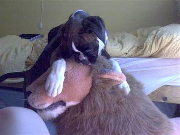 Boxer Gabby - "Nu har jeg dig, din dumme løve!" billede 11