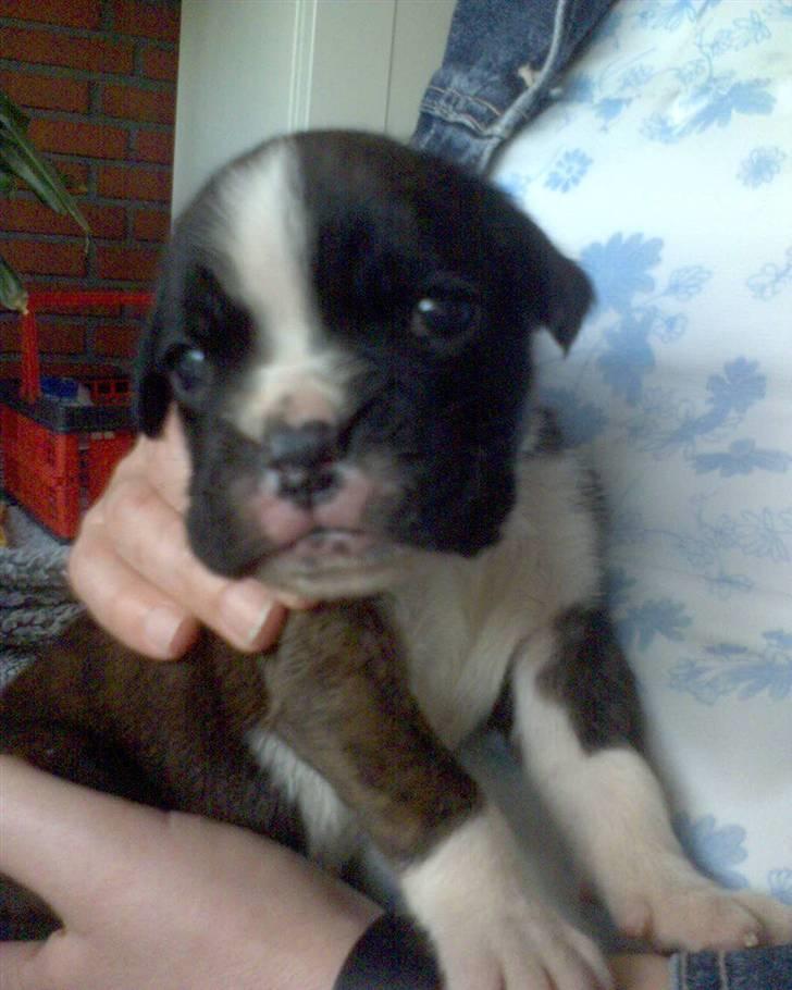 Boxer Gabby - hvor var jeg bare dejlig også dengang! (3 uger) billede 12