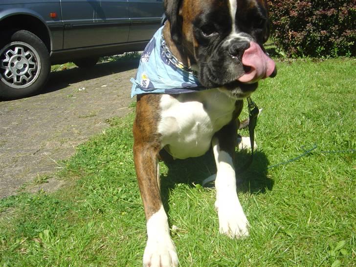 Boxer Gabby - kan det være en bussemand??? billede 13