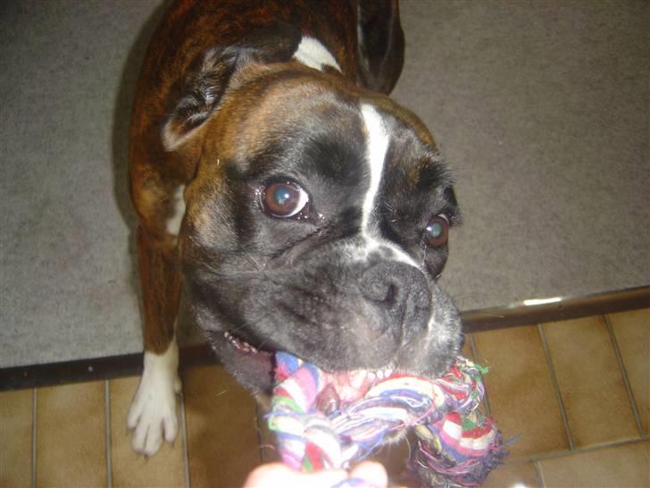 Boxer Gabby - "du kan lige så godt give op jeg slipper den ikke!!!" billede 14