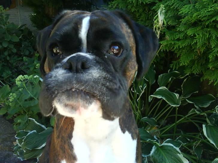 Boxer Gabby - hvad sker der med hendes overlæbe?? :D billede 15