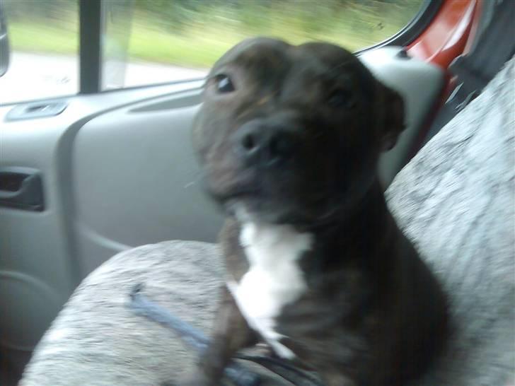 Staffordshire bull terrier kenzo. R.I.P billede 3