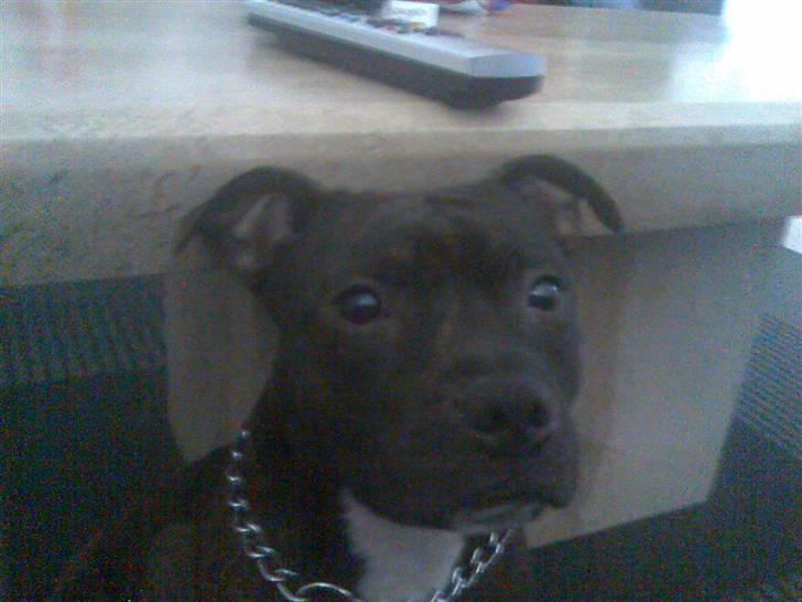 Staffordshire bull terrier kenzo. R.I.P billede 4