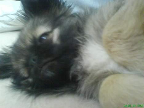 Pekingeser Kaiser billede 14