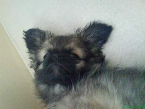 Pekingeser Kaiser billede 15