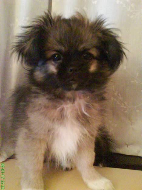 Pekingeser Kaiser billede 16