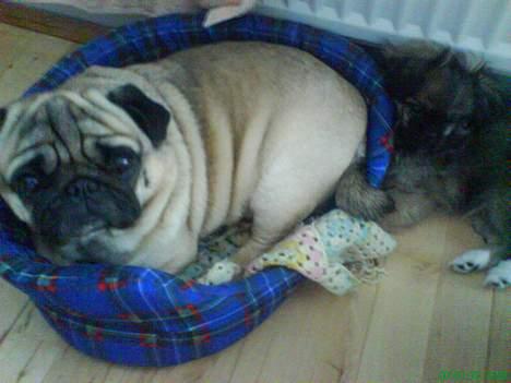 Mops marius billede 17