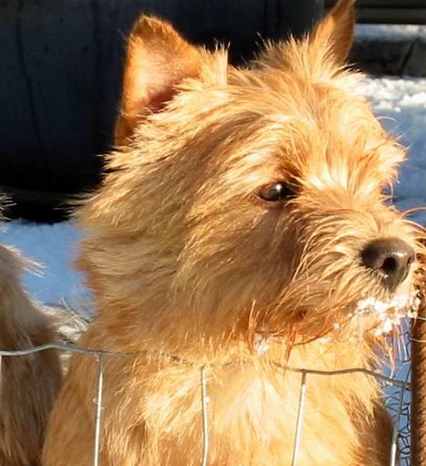 Norwich terrier Mille - Se min farve.....Den er rød som solen ! (Melodi) billede 1