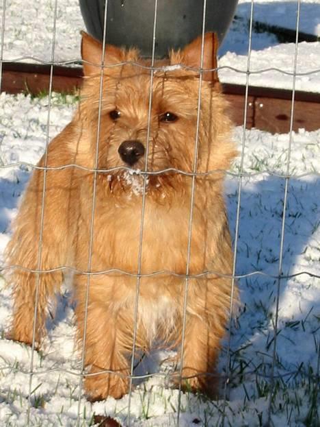 Norwich terrier Mille - Min nabo har TRE KATTE.........TRE KATTE gemmer sig ! (Melodi) billede 2