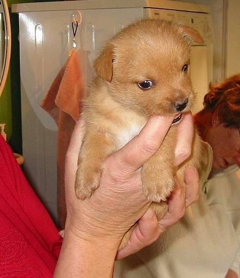 Norwich terrier Mille - Hvor er hun dejlig ! Mille 4 uger. billede 3