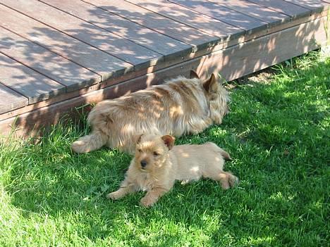 Norwich terrier Mille - En dejlig slapper i skyggen. billede 4