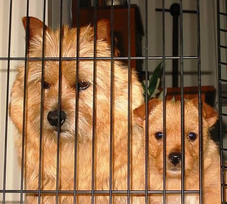 Norwich terrier Mille - Caspar med lillesøster Mille - 10 uger  billede 5
