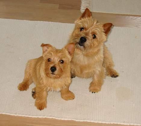 Norwich terrier Mille - Mille og Caspar billede 6