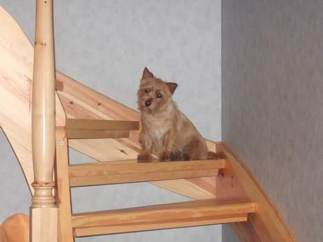 Norwich terrier Mille - Hvad mon, de nu laver. billede 7