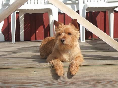 Norwich terrier Mille - Uhm ! Hvor er her hyggeligt ! billede 8