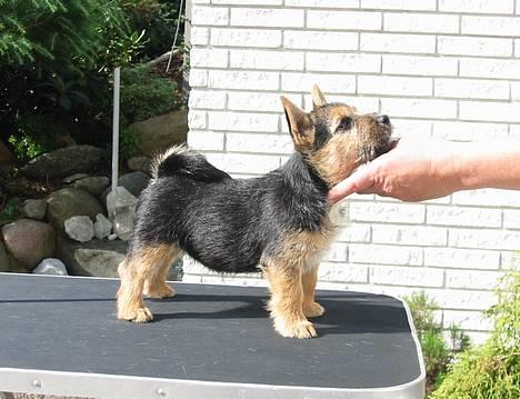 Norwich terrier Freja - Freja 10 uger..........er jeg ikke dygtig ? billede 1