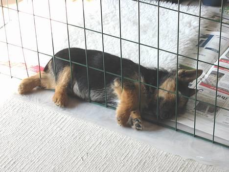 Norwich terrier Freja - Sådan her kan man altså også sove. billede 2