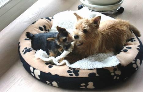 Norwich terrier Freja - Kødbenshygge.......som familie ,vi dele. billede 3