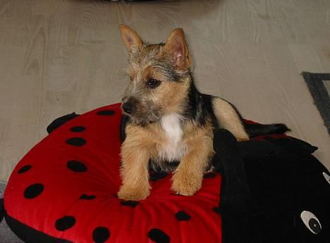 Norwich terrier Freja - Hvad mon de nu laver ! billede 4