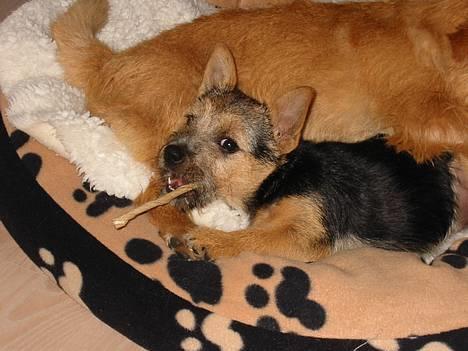 Norwich terrier Freja - Mere kødbenshygge ! billede 5