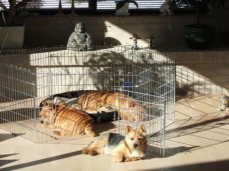 Norwich terrier Freja - Her er så hele min hundefamilie....Caspar, Mille og mig. billede 6