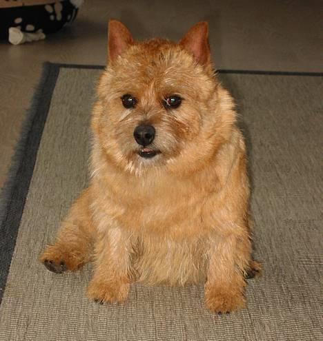 Norwich terrier Don Caspar - Teddybjørnen - Caspar. billede 1