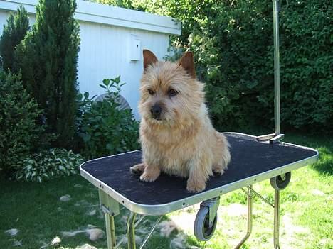 Norwich terrier Don Caspar - Endelig færdig Vauuuuuuuuu ! billede 2